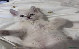 Ragdoll cats for sale:  Last two pure Ragdolls ready now reduced price - Image 12