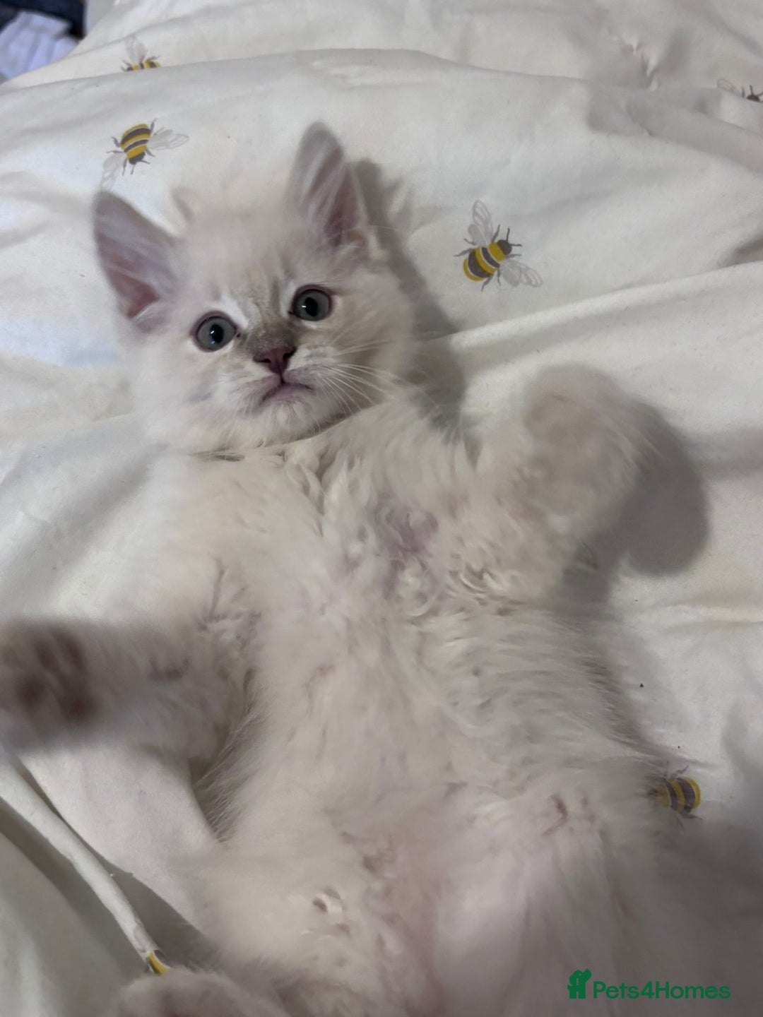 Ragdoll cats for sale:  Last two pure Ragdolls ready now reduced price - Image 12