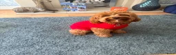 Cavapoo dogs for stud: Cavapoo male for stud only  in Hinckley - Advert 10