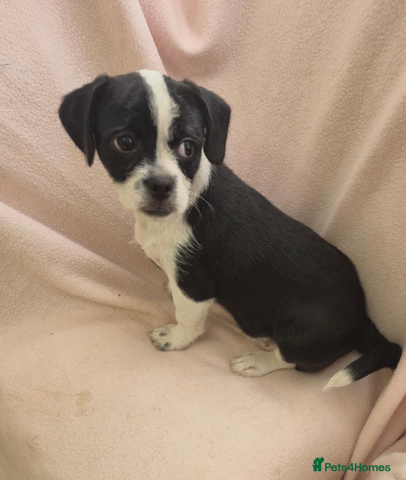 Mixed Breed dogs Beautiful Pug x Biewer girl - Advert 2