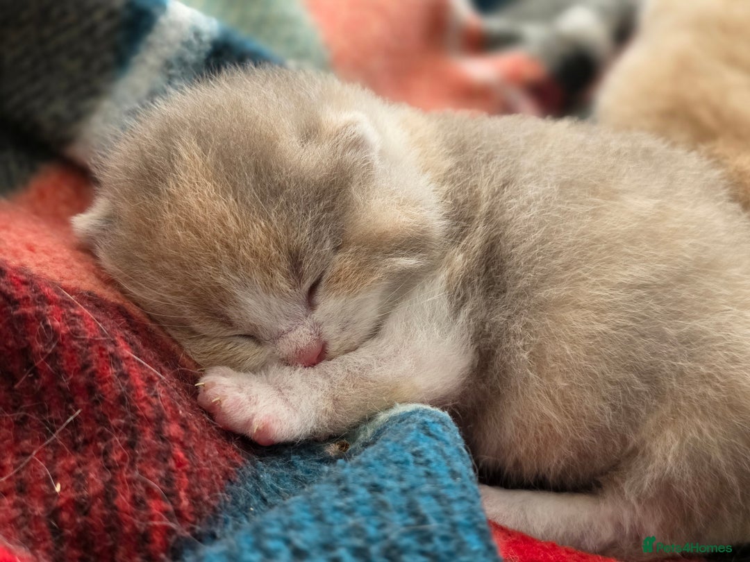 British Shorthair cats for sale: Excellent Quality BSH kittens for Reservation - Image 23