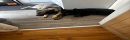 German Shepherd dogs for sale: GERMAN SHEPHERDS  - Advert 7
