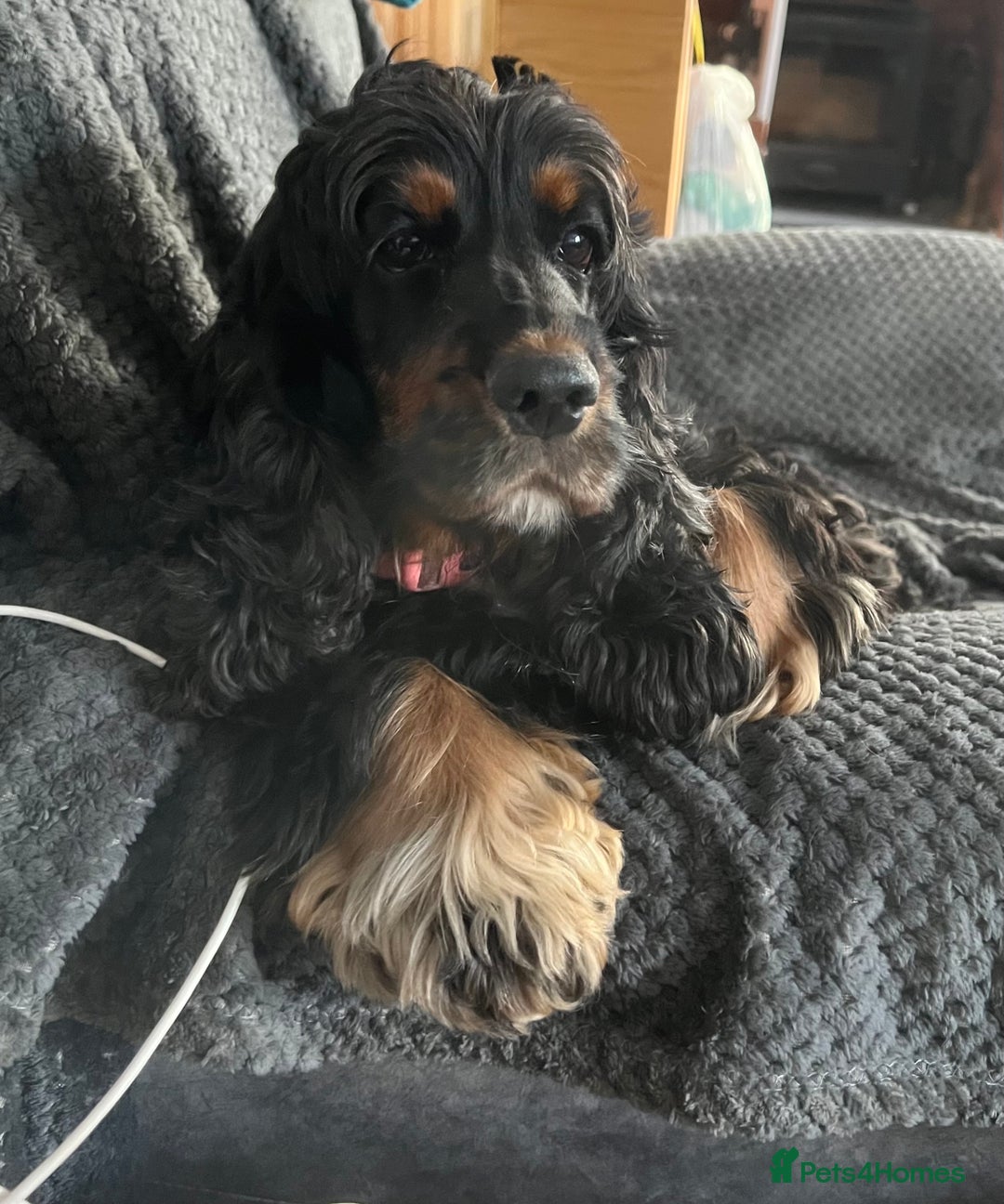 Cocker Spaniel dogs for sale: Adorable cocker spaniel Bitch - Advert 8