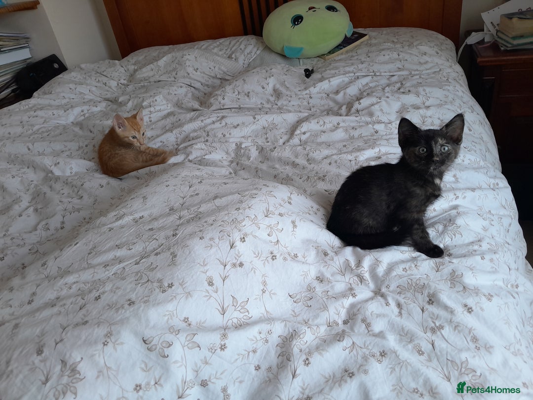 British Shorthair cats for sale: Cute playful smart kittens ready for new homes - Image 10