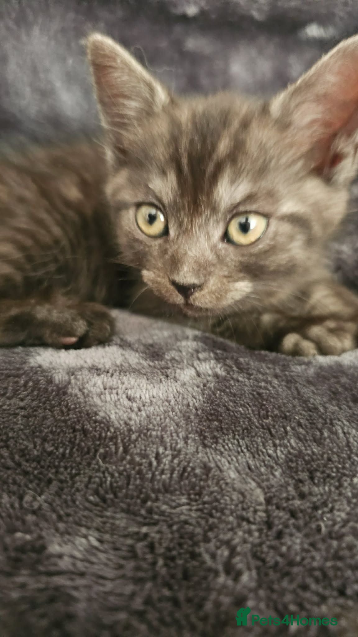 Persian cats 5 x Beautiful PersianX kittens  - Advert 2
