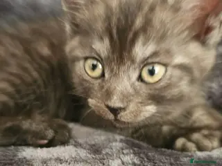Persian cats 5 x Beautiful PersianX kittens - Advert 1