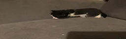 Mixed Breed cats for sale: Black kittens - Advert 15
