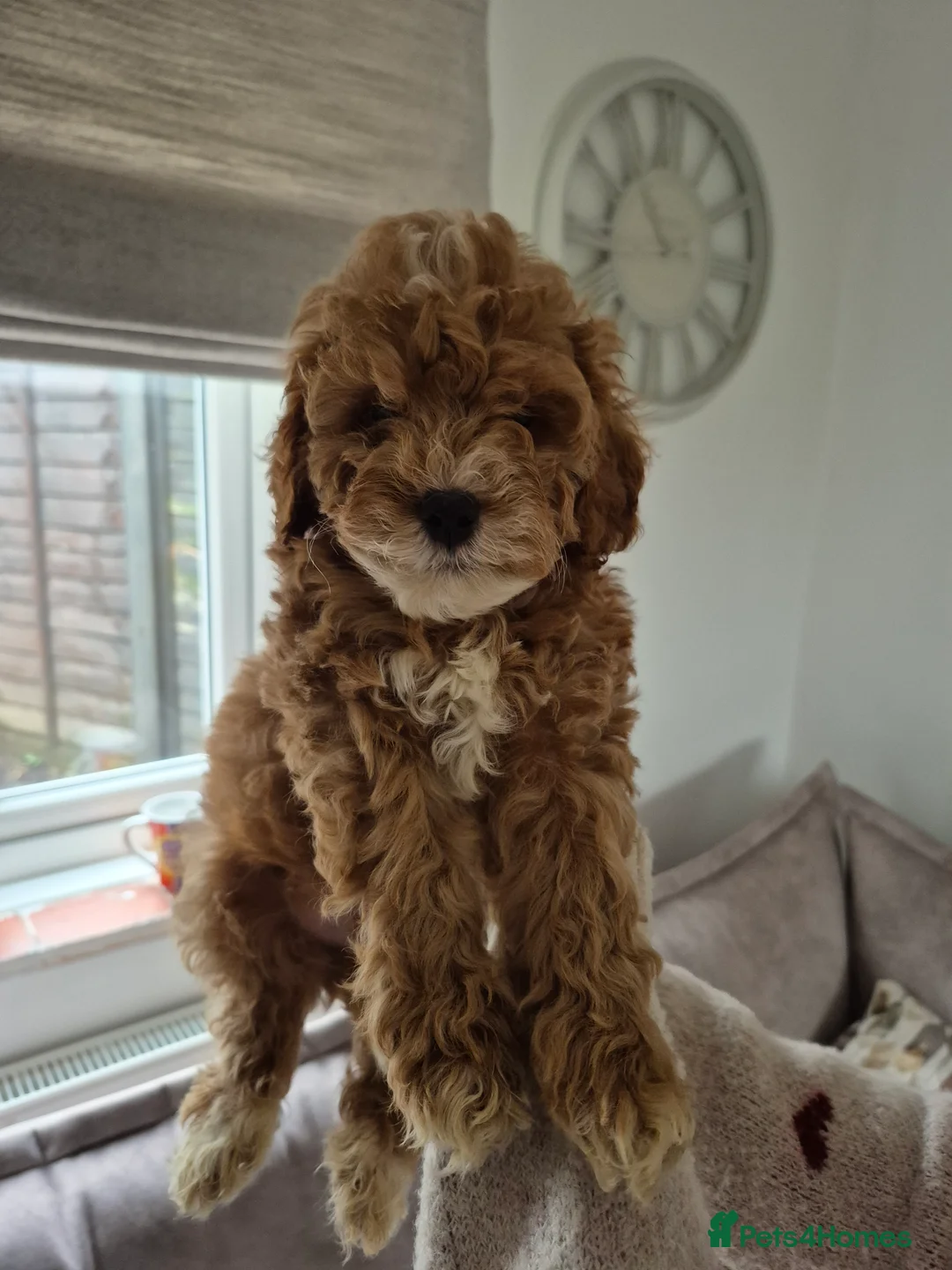 Cockapoo dogs for sale: Last boy remaining. F1B red cockapoo puppies - Advert 21