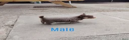 Chihuahua dogs for sale: 2 long coat chihuahua puppies  - Advert 7
