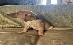 Labrador Retriever dogs for sale: Stunning Labrador pedigree puppies  - Advert 23