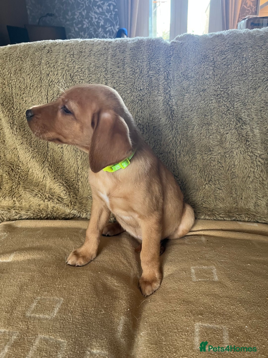 Labrador Retriever dogs for sale: Stunning Labrador pedigree puppies  - Advert 23