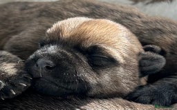 Cairn Terrier dogs for sale: CAIRN TERRIER PUPPIES - Image 3