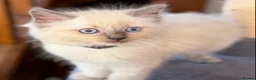 Ragdoll cats for sale: 🐾 Ragdoll Kittens 🐾 - Advert 17