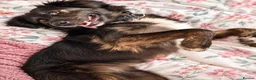 Mixed Breed dogs for sale: Meet Grace: beautiful 2yrs old BrindleCrossbreed - Advert 3