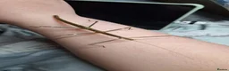 Stick Insects invertebrates for sale: 2x Lonchodiodes sp "Ilocos" female stick insects  - Advert 2