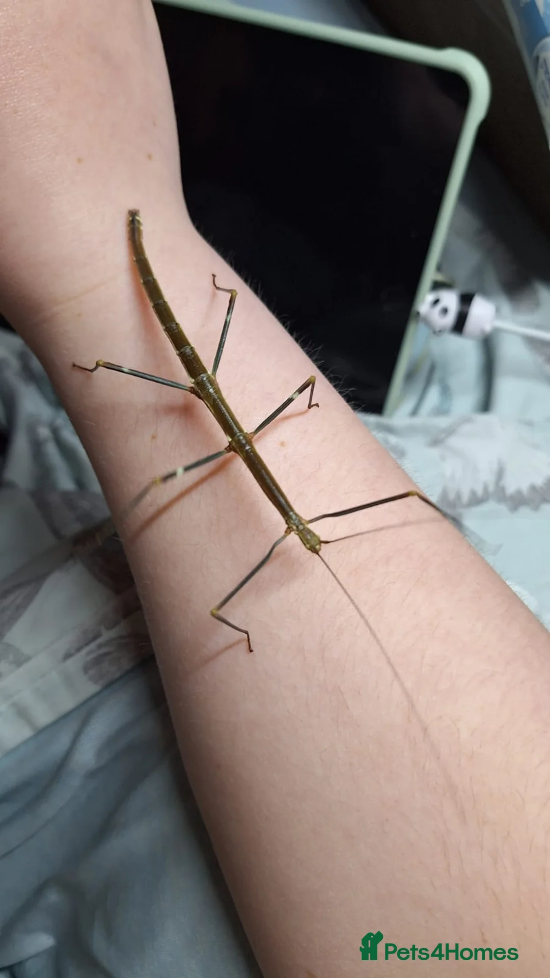 Stick Insects invertebrates for sale: 2x Lonchodiodes sp "Ilocos" female stick insects  - Advert 2