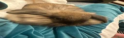 Lionhead rabbits for sale: Lionhead Lop Bunny Looking for a Loving home - Advert 3