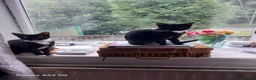 British Shorthair cats for sale: Tuxedo and Tortoise shell - Advert 13