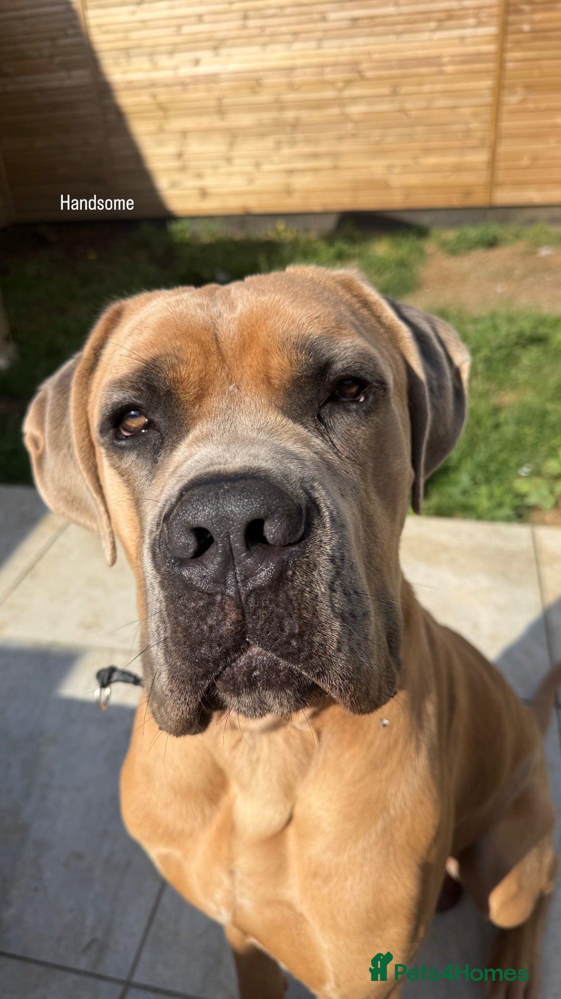 Cane Corso dogs 20 month male neutered cane corso  - Advert 2