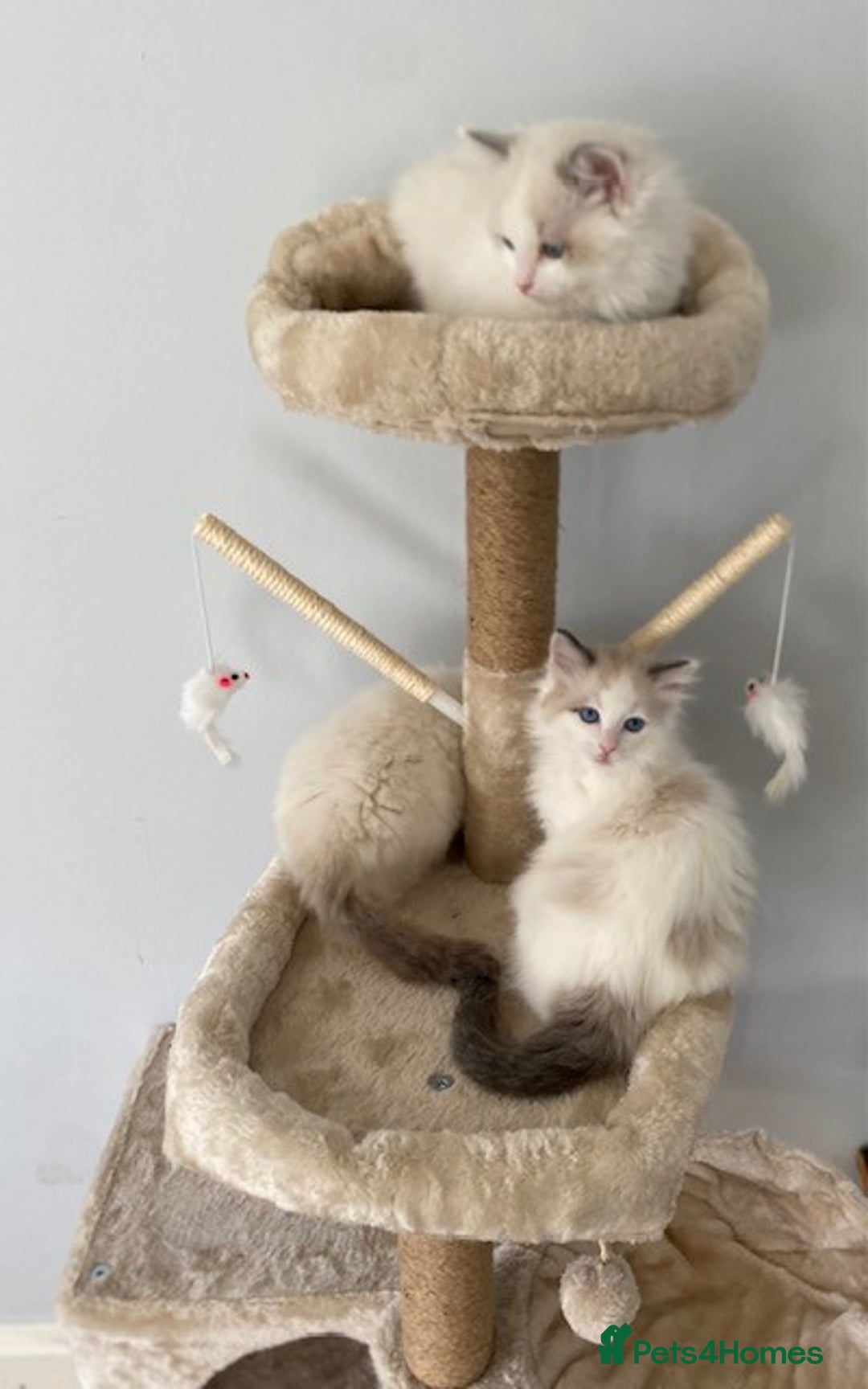 Ragdoll cats for sale: TICA REGISTERED PUREBRED RAGDOLL KITTENS AVAILABLE - Advert 4