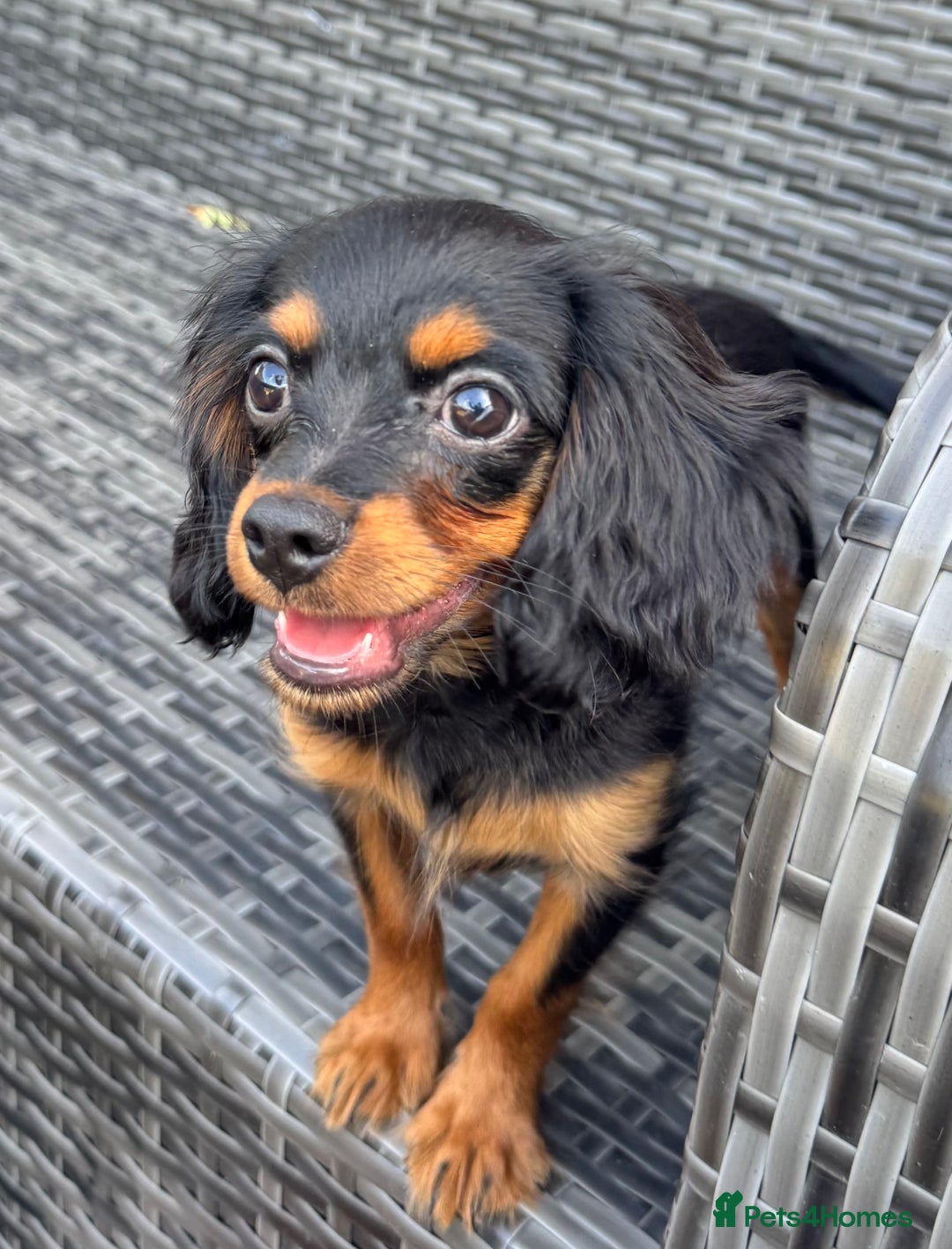 Cavapoo dogs for sale: Cavapoo rare black &tan health tested  - Image 1