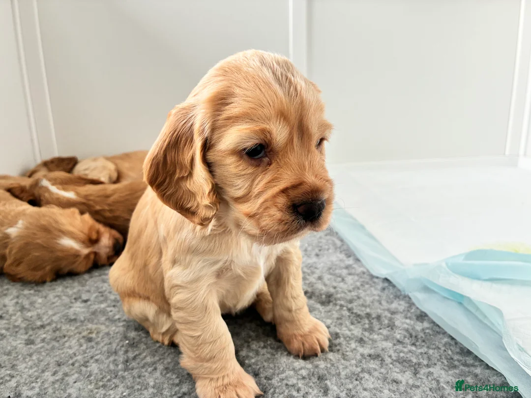 Cocker Spaniel dogs for sale: KC Registered and Vet checked Pups - Advert 4