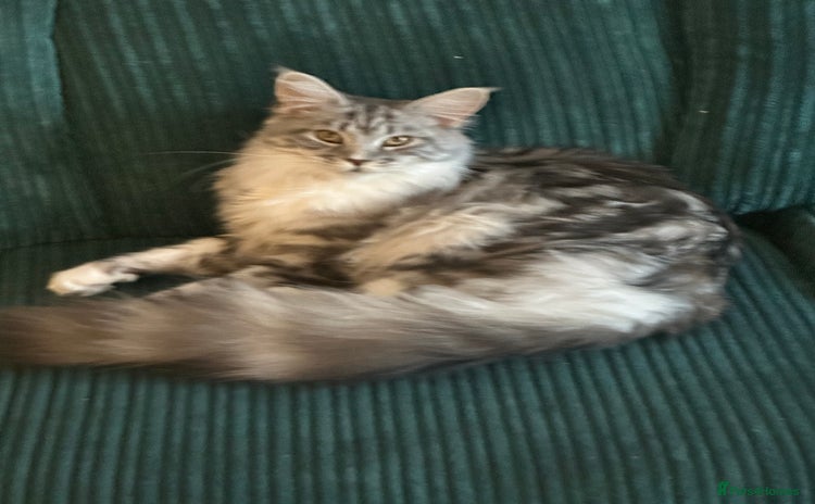 Maine Coon cats - Advert 2