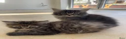 Ragcoon cats for sale: 2 Female Mainecoon-Ragdoll kittens - Advert 2