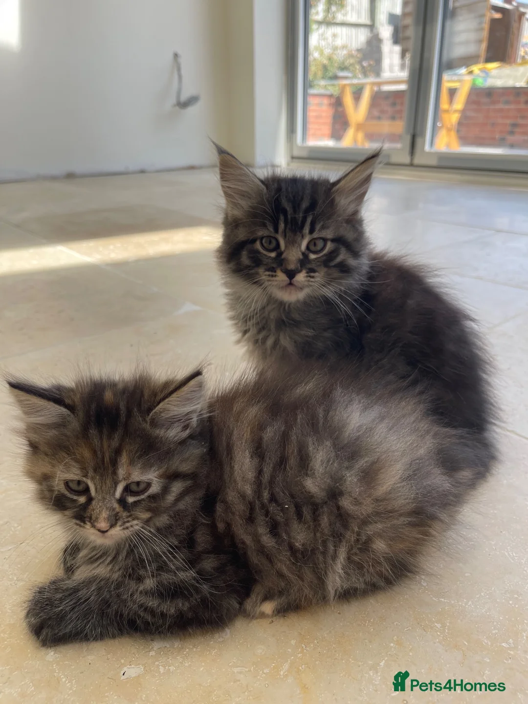 Ragcoon cats for sale: 2 Female Mainecoon-Ragdoll kittens - Advert 2