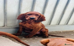 Irish Setter dogs for sale: Outstanding red Irish setters puppies - Image 12