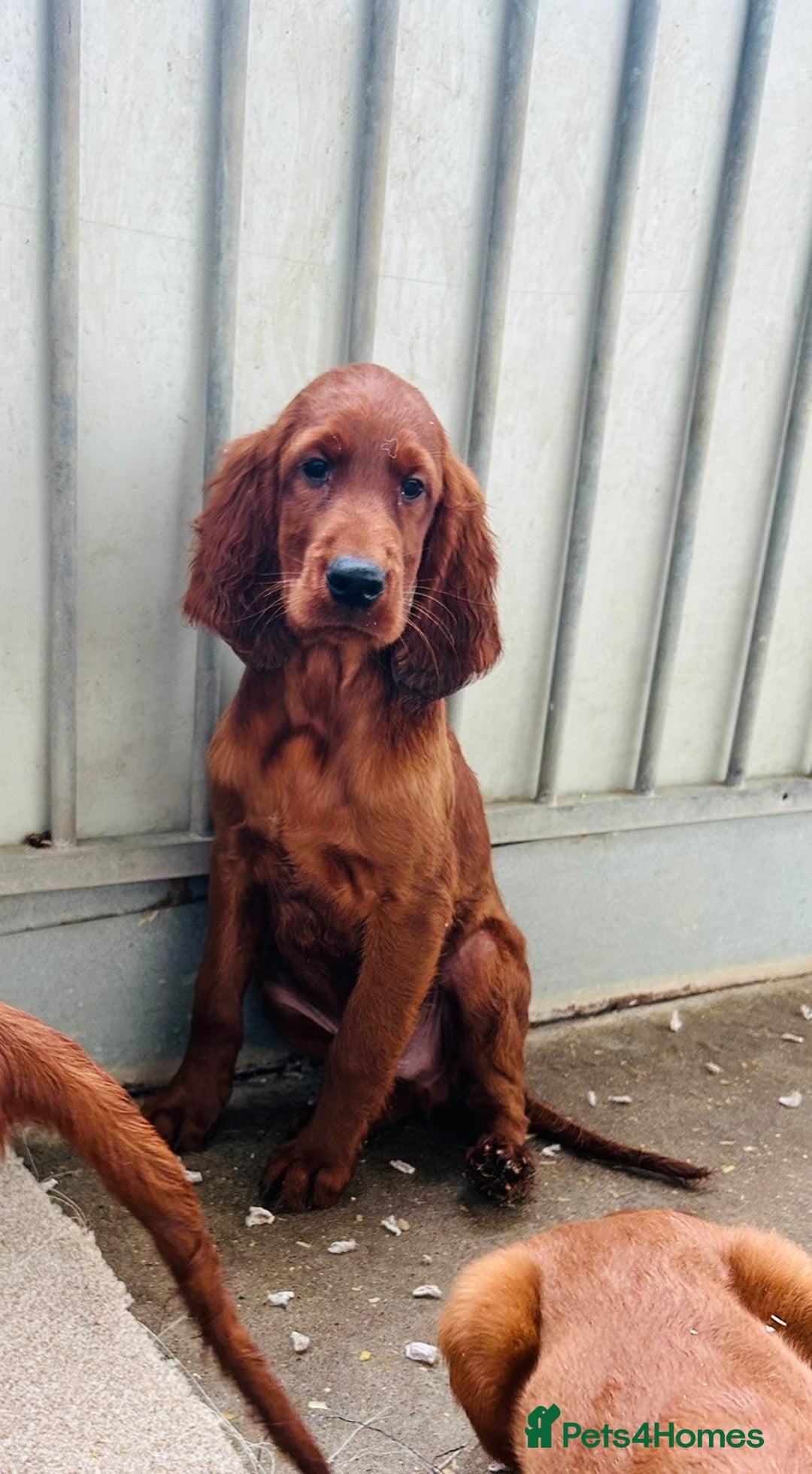 Irish Setter dogs for sale: Outstanding red Irish setters puppies - Image 12