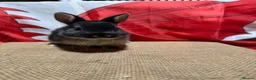 Netherland Dwarf rabbits for sale: Gorgeous Netherland dwarfs  Ready now  - Advert 4