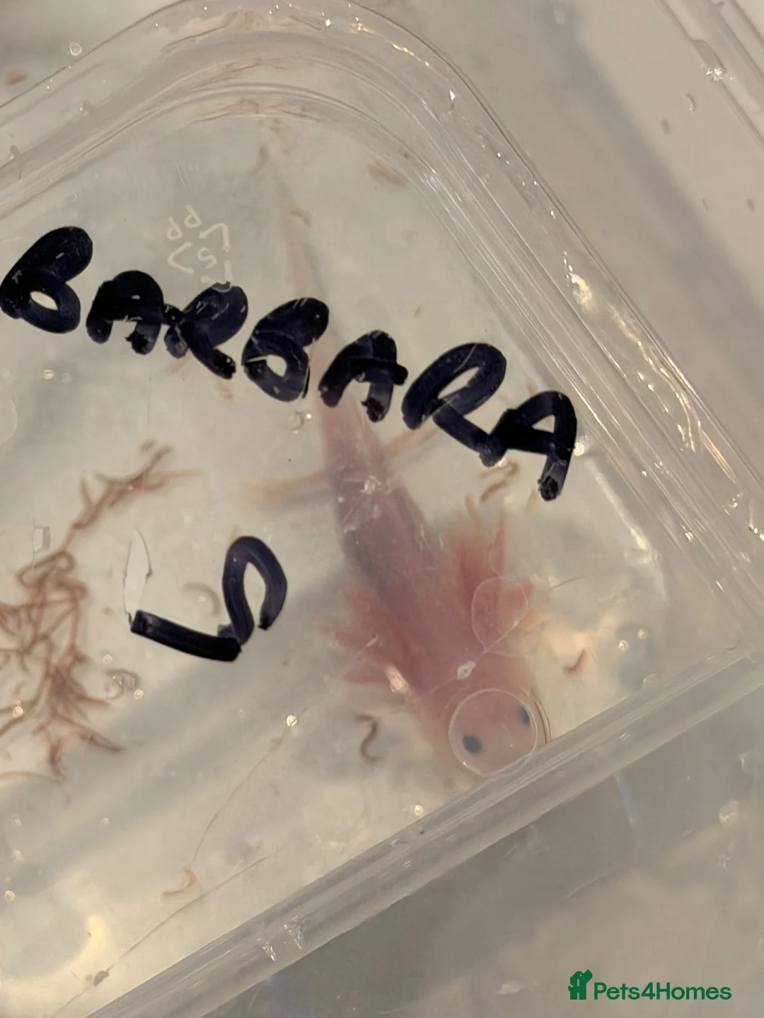 Axolotl reptiles for sale: 12 Axolotls ready to go 3 months old  - Advert 21