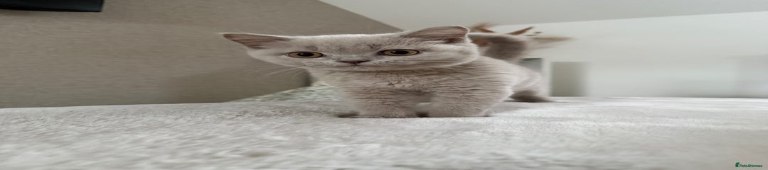 Lilac British Shorthair Kitten 1