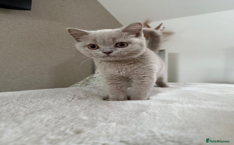 British Shorthair cats - Advert 16