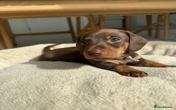 Miniature Dachshund dogs for sale: 4 mini chocolate tan male dachshund puppies - Image 9
