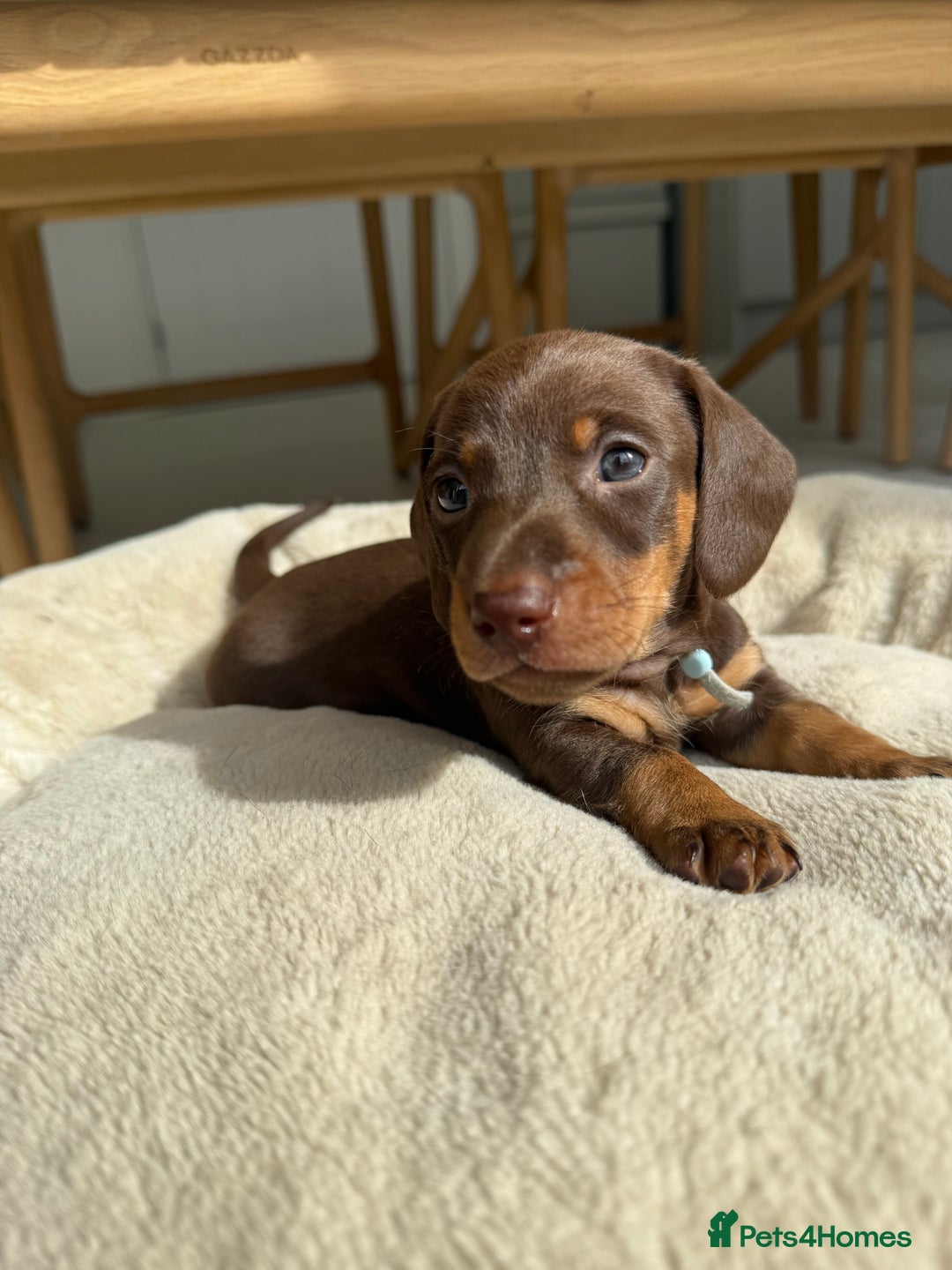 Miniature Dachshund dogs for sale: 4 mini chocolate tan male dachshund puppies - Image 9