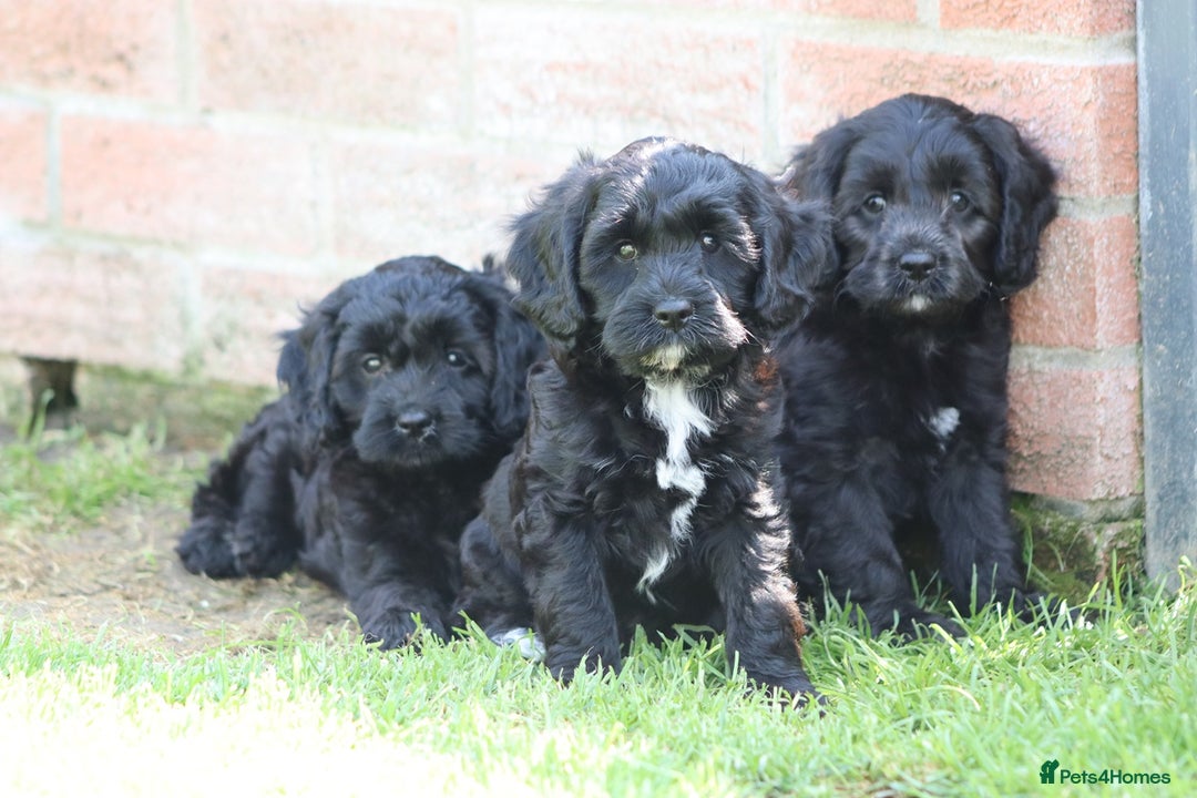 Cavapoo dogs for sale: Beautiful F1 Cavapoo puppies for sale - Image 12