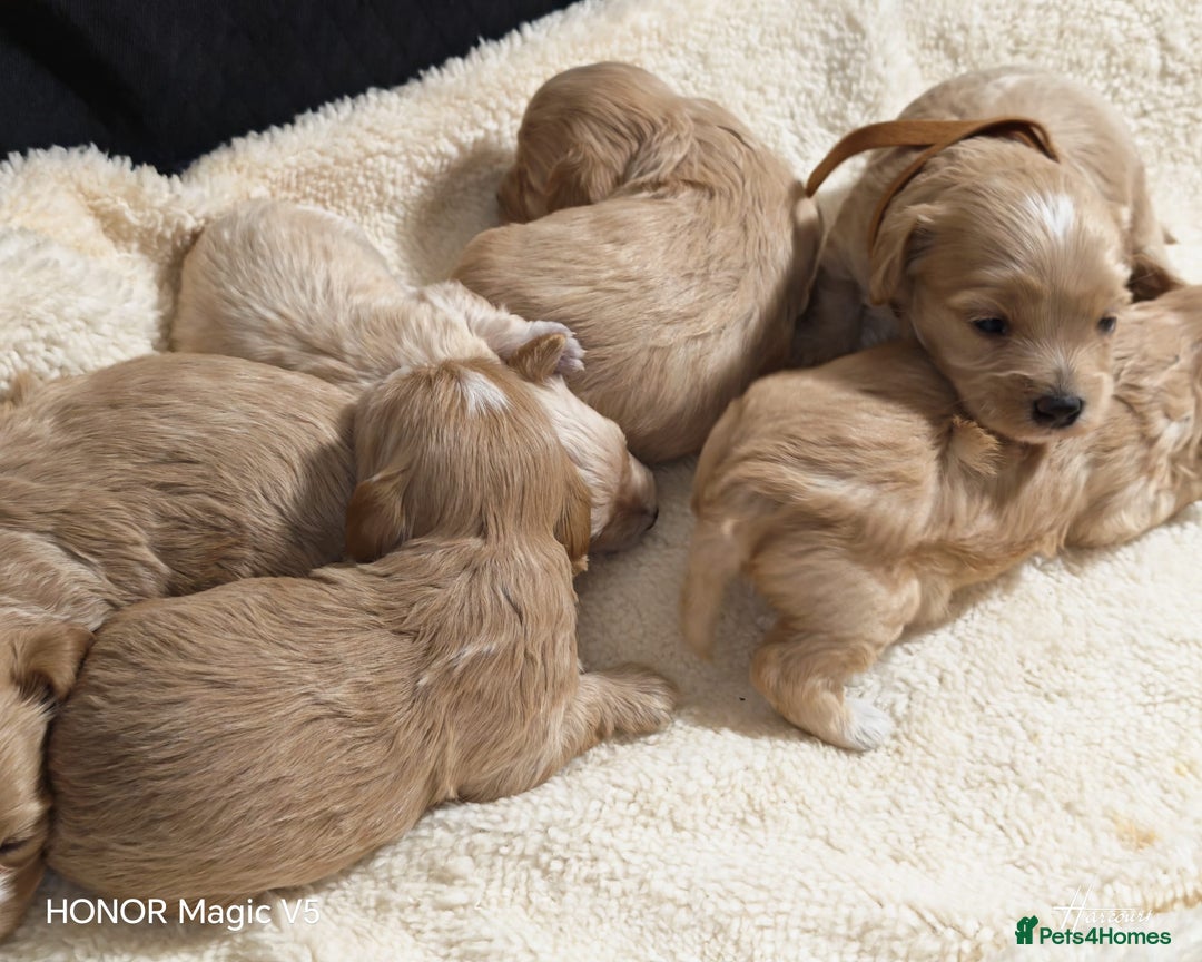 Maltipoo dogs for sale: Miniature Maltipoo Ready to leave soon - Advert 19