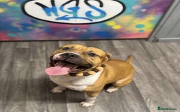 American Bully dogs for sale: Rehoming my male (4) and female (5) - Image 3