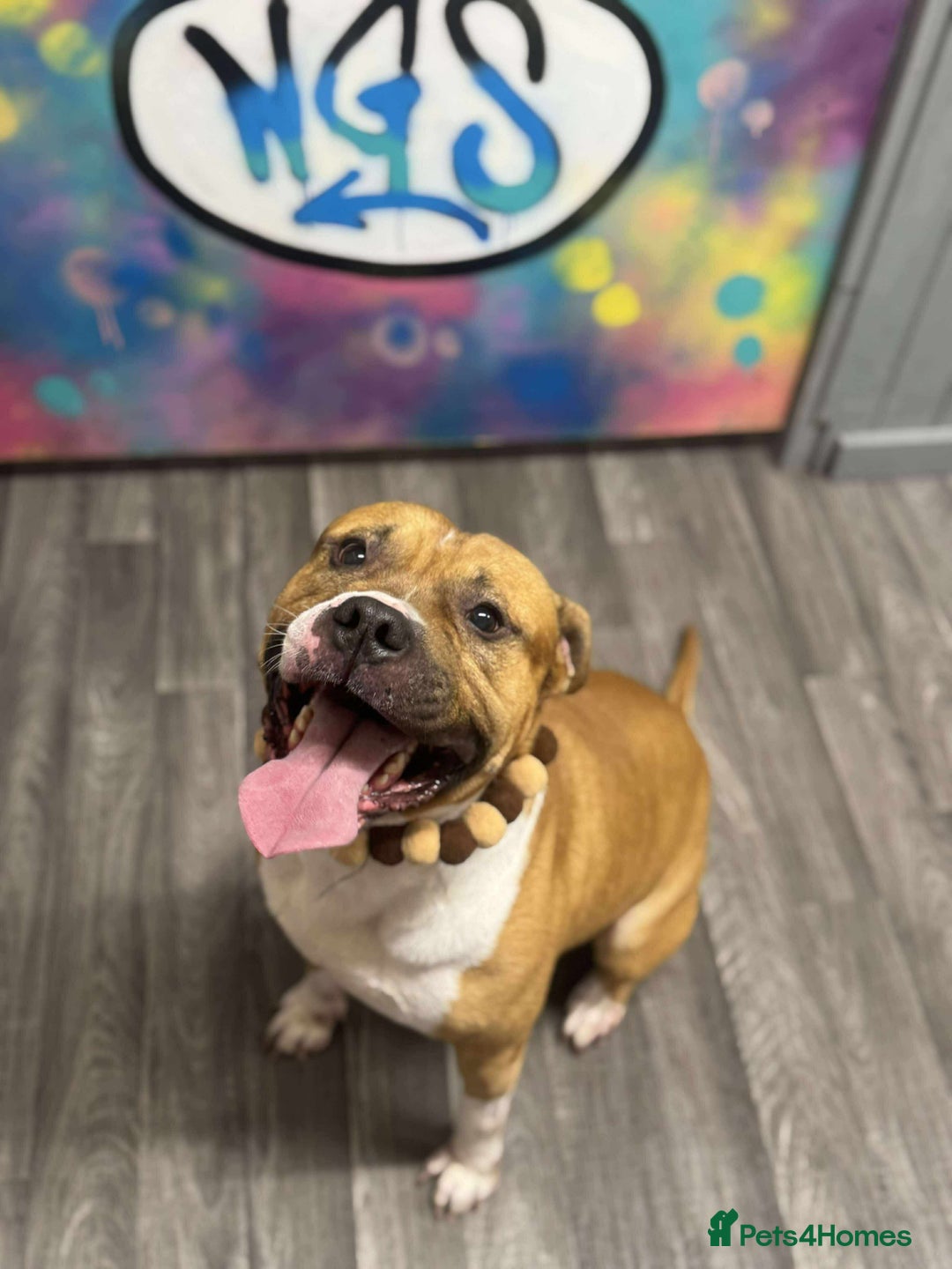 American Bully dogs for sale: Rehoming my male (4) and female (5) - Image 3