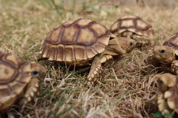 Tortoise reptiles BABY SULCATAS & SET UPS! - Advert 1