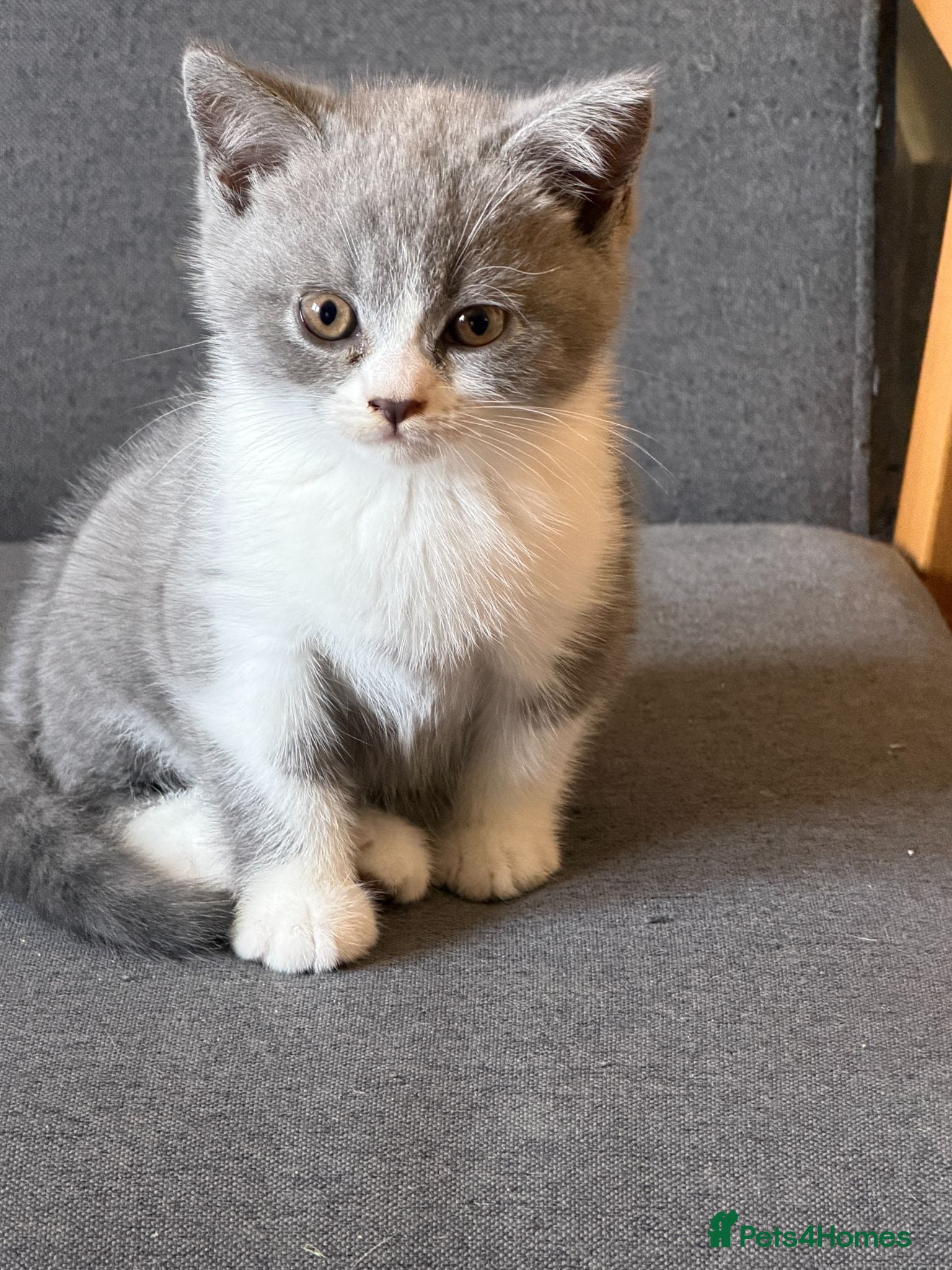 British Shorthair cats British Shorthair Kittens for Sale - Advert 2