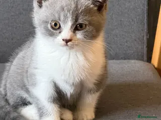 British Shorthair cats British Shorthair Kittens for Sale - Advert 2