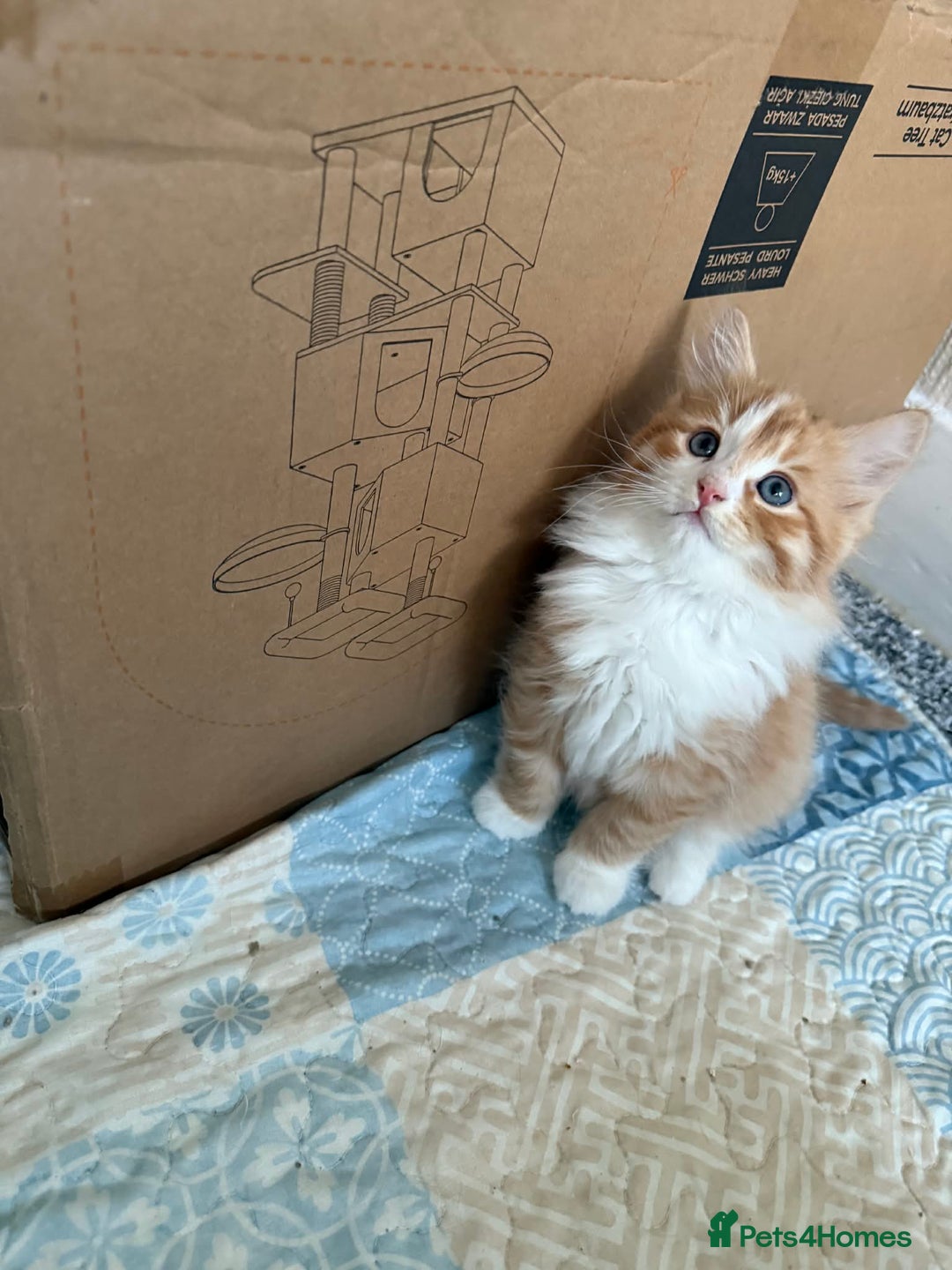 Persian cats for sale: Very fluffy kittens  - Advert 5