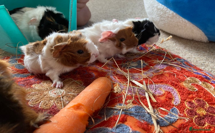 Guinea Pig rodents - Advert 6