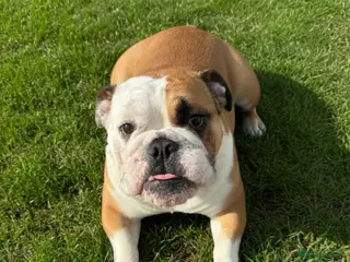 English Bulldog dogs 11month standard female bulldog. - Advert 9