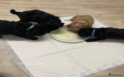 Toy Poodle dogs for sale: KC toy poodle puppies - Image 14