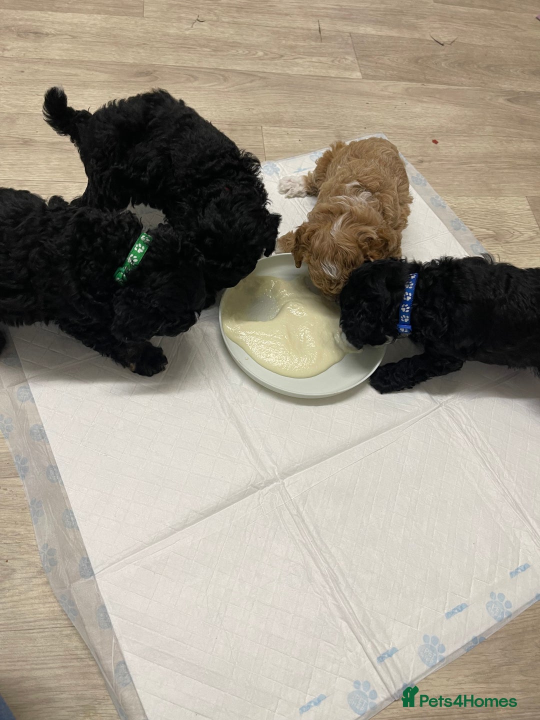 Toy Poodle dogs for sale: KC toy poodle puppies - Image 14