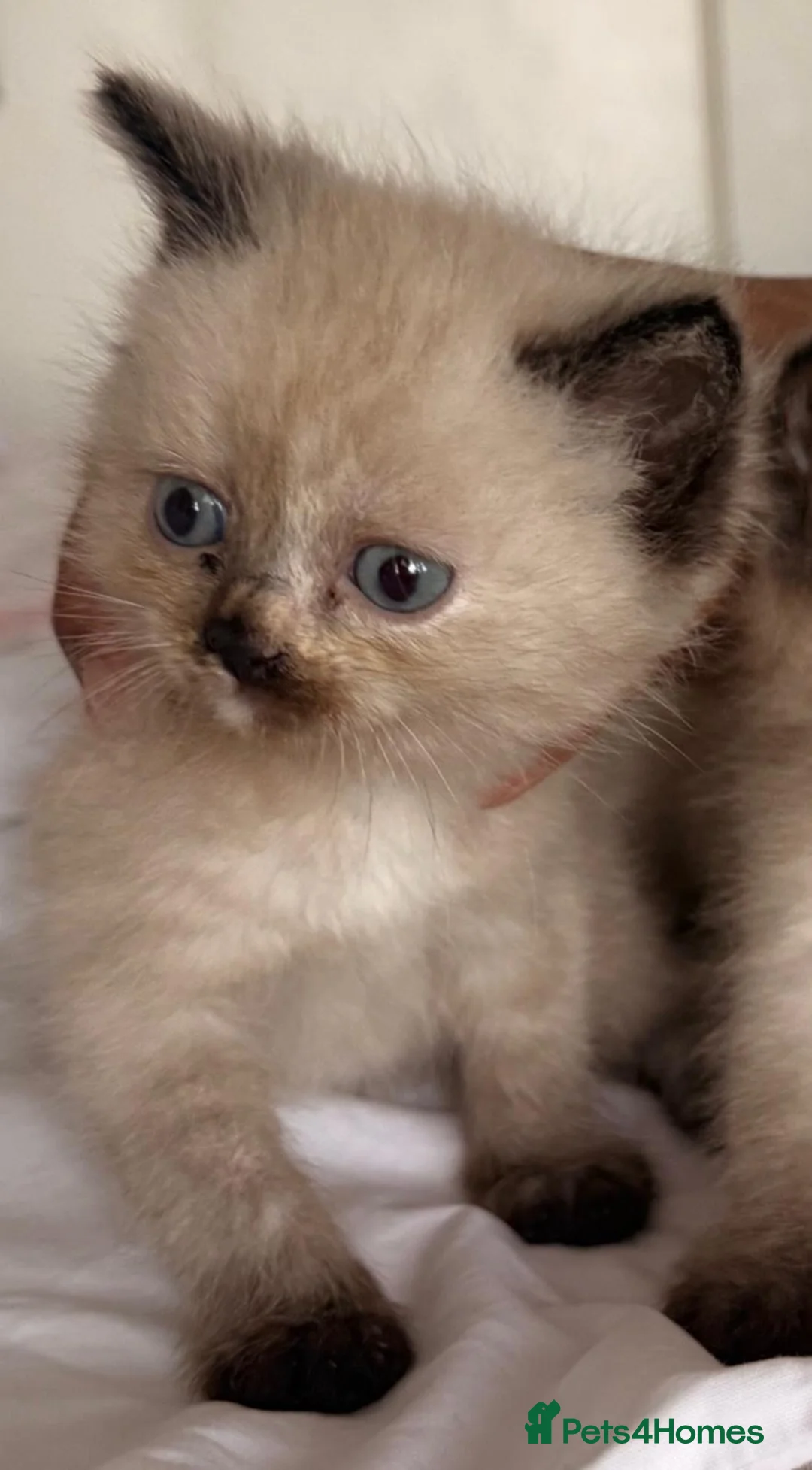 Mixed Breed cats for sale: 6 ragdoll x Persian kittens - Advert 2